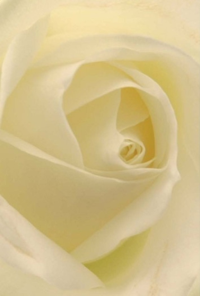 Viewed up close, this classic white rose embodies both tranquility and sophistication, echoing the refined charm of Belsize Park. The bloom's softly spiraled core draws the eye deeper, past layer upon velvety layer of petals that blend seamlessly from pure white to creamy hues, each bathed in gentle, almost ethereal light. Such delicate layering creates an impression of the flower being illuminated from within-much like the calm, inviting interiors of homes found along Haverstock Hill. The arrangement radiates a sense of purity and resilience, its structure perfect for conveying heartfelt emotion: an elegant apology, a token of admiration, or even the centerpiece for an intimate Hampstead wedding. The subtle interplay of shadow and highlight accentuates the naturesque artistry and graceful symmetry, a testament to the seasoned hands at Flowers Belsize Park. Fragility and strength entwine within the nearly transparent outer petals, while the faint, clean scent conjures comfort and hope-always present, yet never overpowering. This rose is a versatile expression, appropriate for any moment requiring sincerity and care, each aspect revealing the thoughtfulness and refined expertise woven into local floristry.